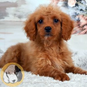 F1b Cavapoo Puppy for Sale
