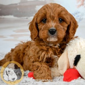 F1 Cavapoo Puppy for Sale