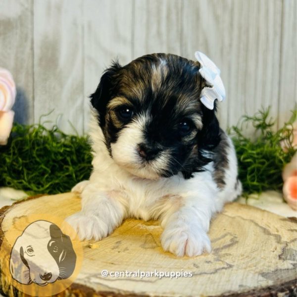 F1 Shihpoo Puppy for Sale