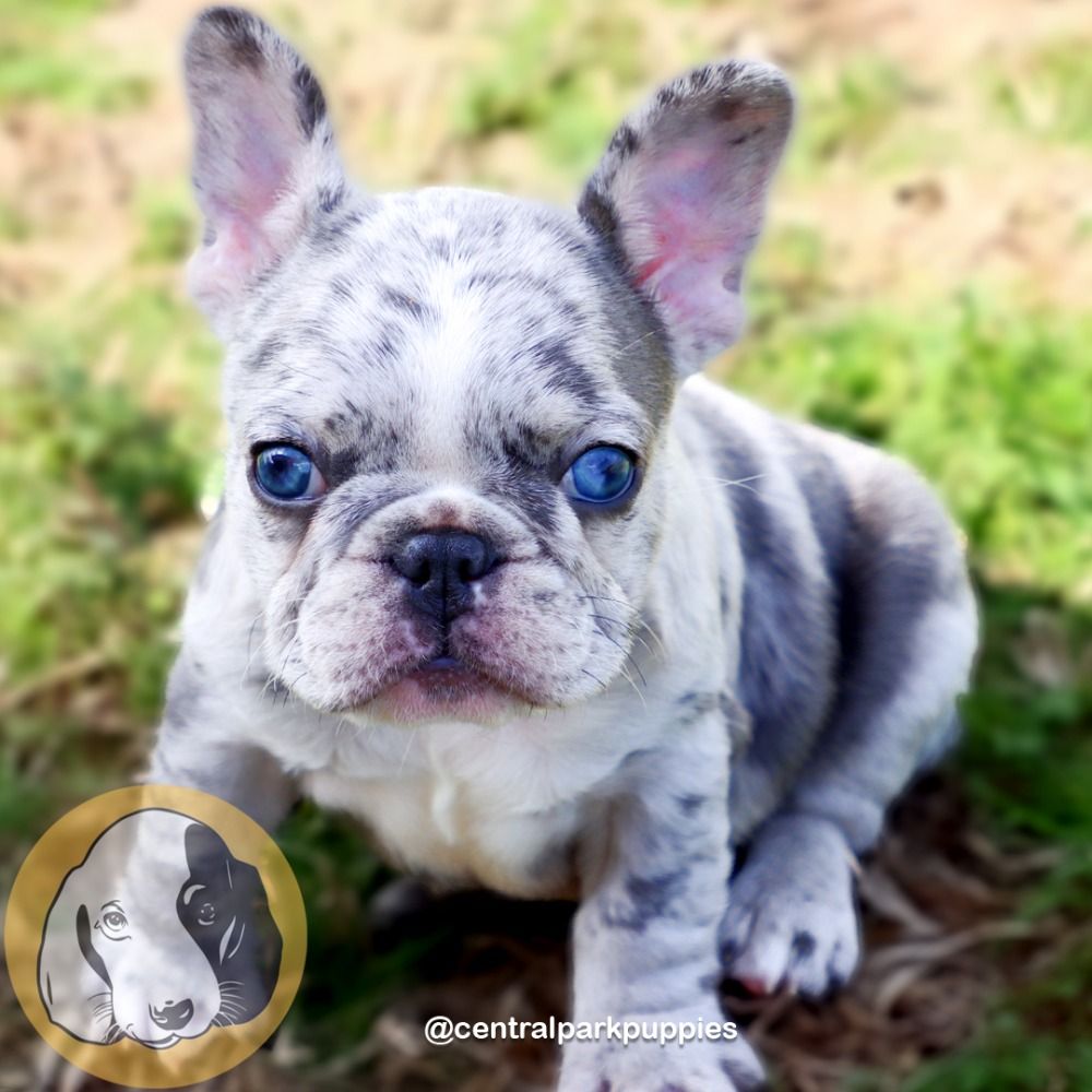 French Bulldog Puppy for Sale in NYC
