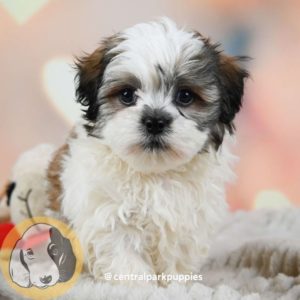 Shihpoo Puppy for Sale