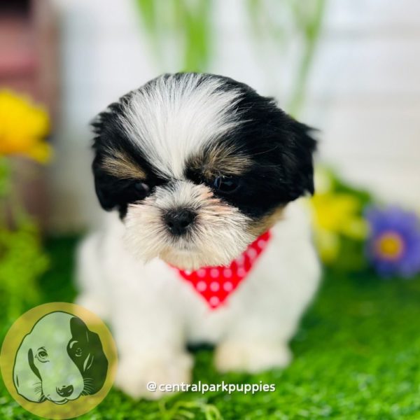Shih Tzu Puppy for Sale