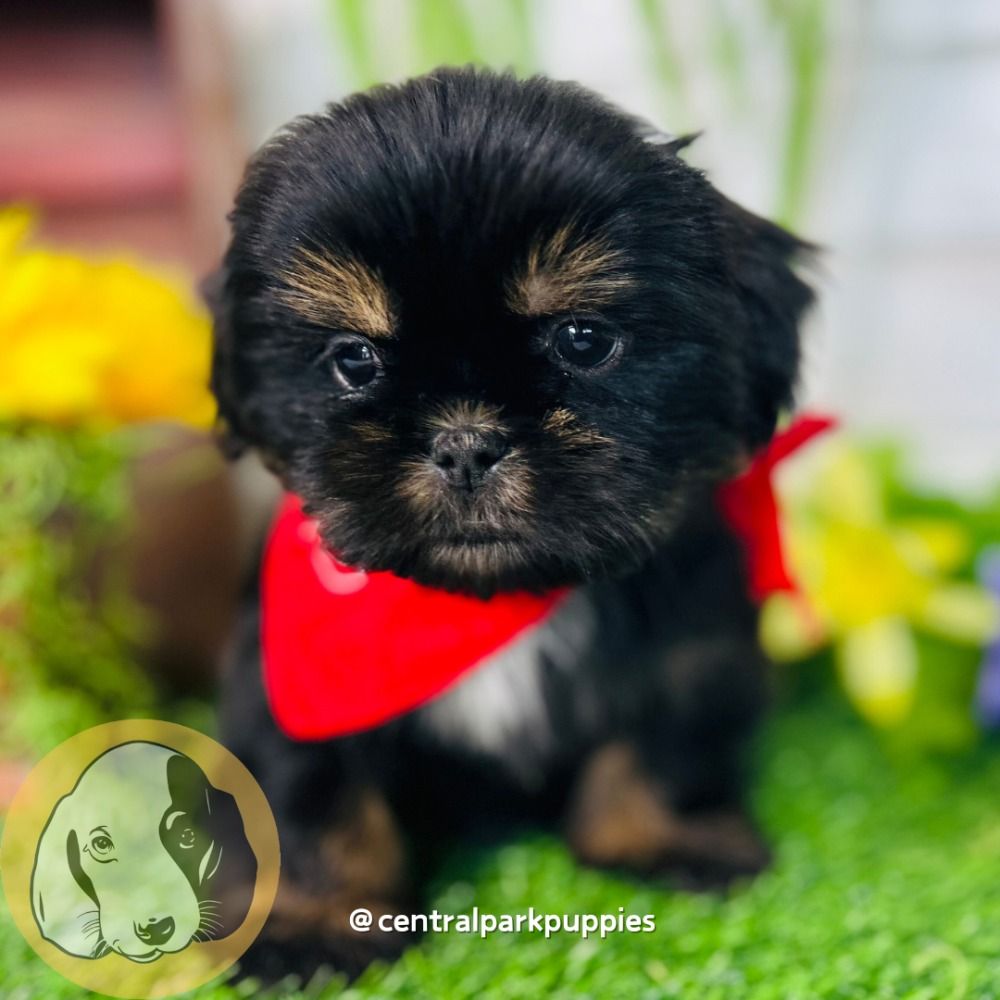 Shih Tzu Puppy for Sale in NYC
