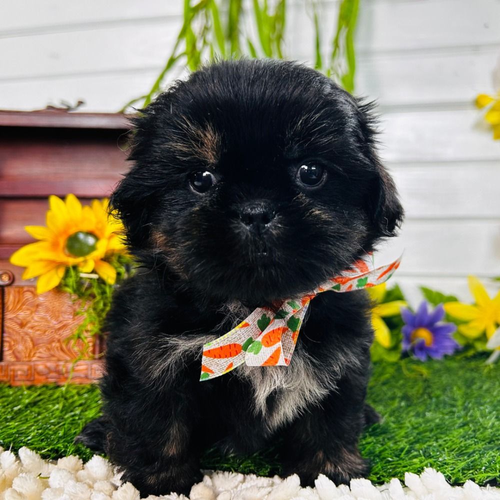 Shih Tzu Puppy for Sale in NYC