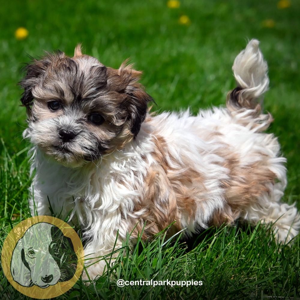 Zuchon Puppy for Sale in NYC