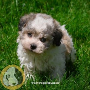 Zuchon Puppy for Sale