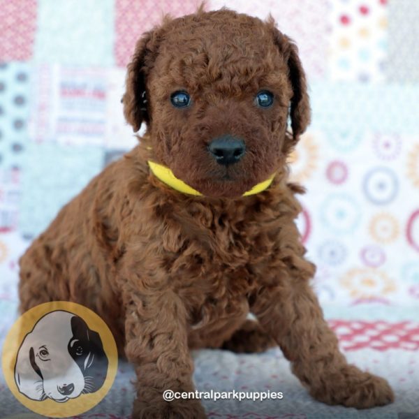 F1bb Mini Goldendoodle Puppy for Sale