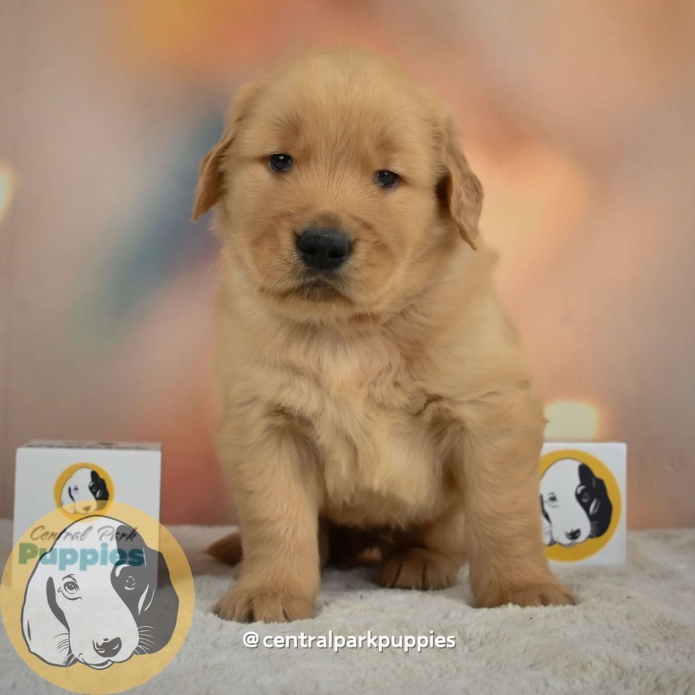 Golden Retriever Puppy for Sale in NYC