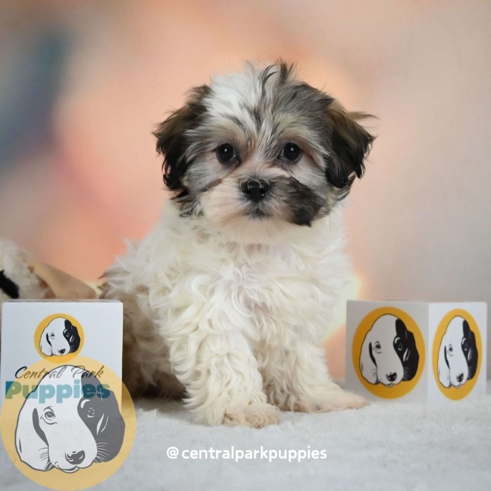 Shihpoo Puppy for Sale in NYC