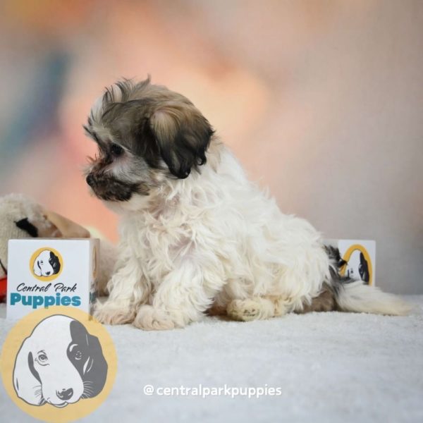 Shihpoo Puppy for Sale
