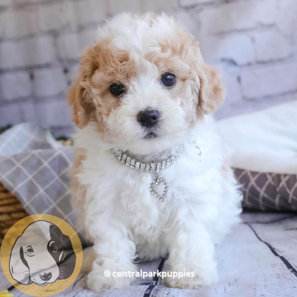Poochon Puppy for Sale in NYC