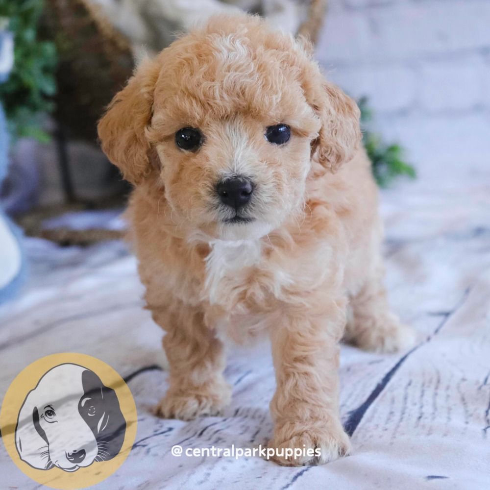 Poochon Puppy for Sale in NYC