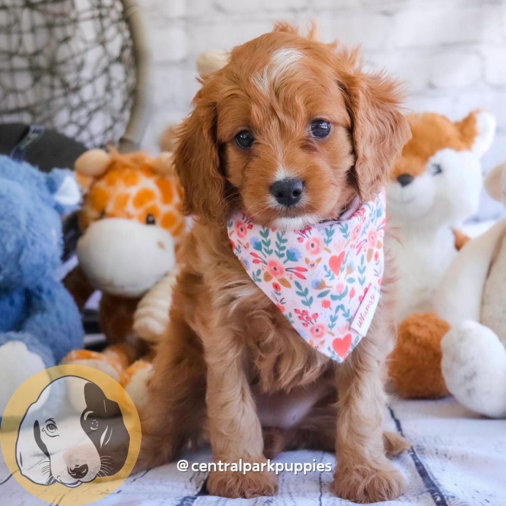 F1 Cavapoo Puppy for Sale in NYC