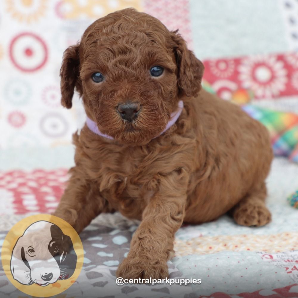 F1bb Mini Goldendoodle Puppy for Sale in NYC