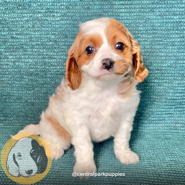 F2 Cavapoo Puppy for Sale