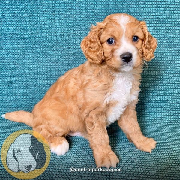 Male F2 Cavapoo Puppy for Sale | ID 9116-DBE