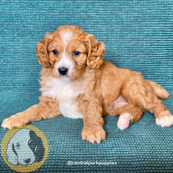 Male F2 Cavapoo Puppy for Sale | ID 9116-DBE