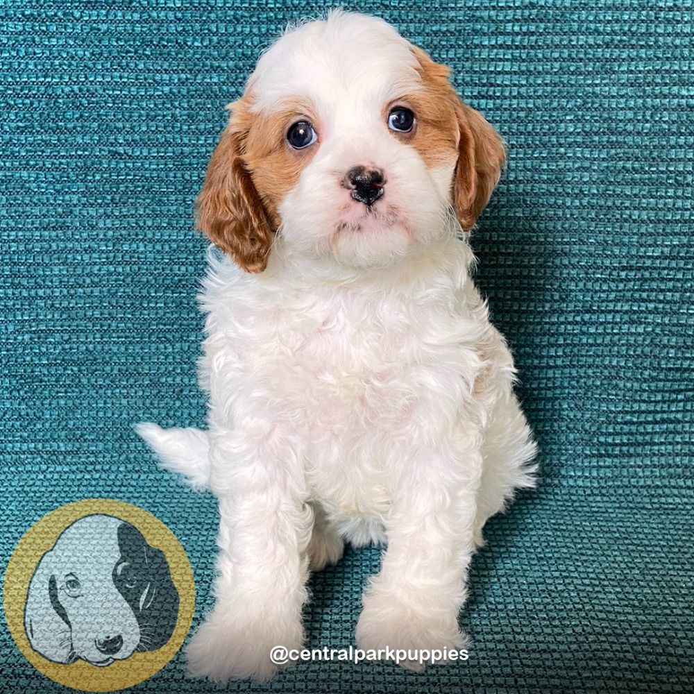 F2 Cavapoo Puppy for Sale in NYC