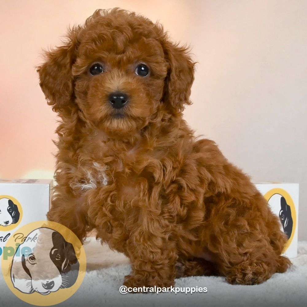 Toy Poodle Puppy for Sale in NYC
