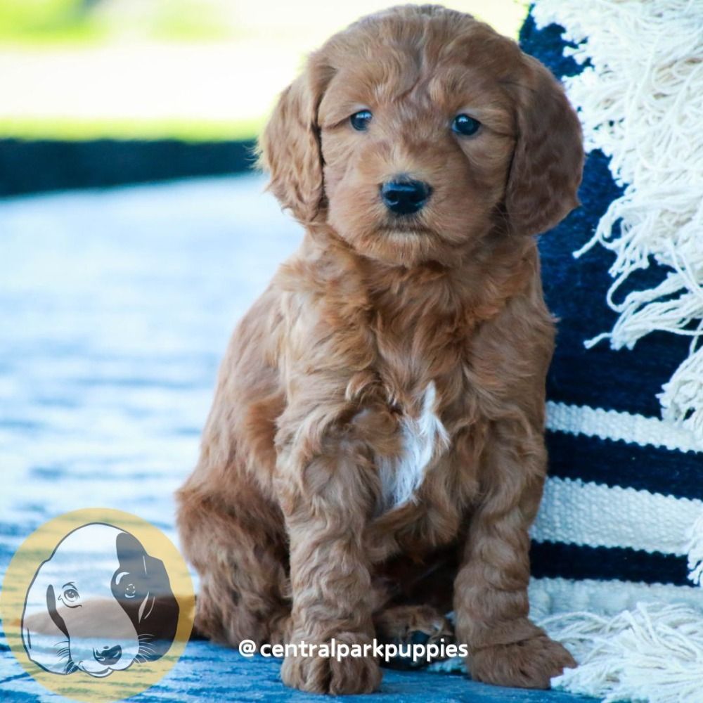 F1b Mini Goldendoodle Puppy for Sale in NYC