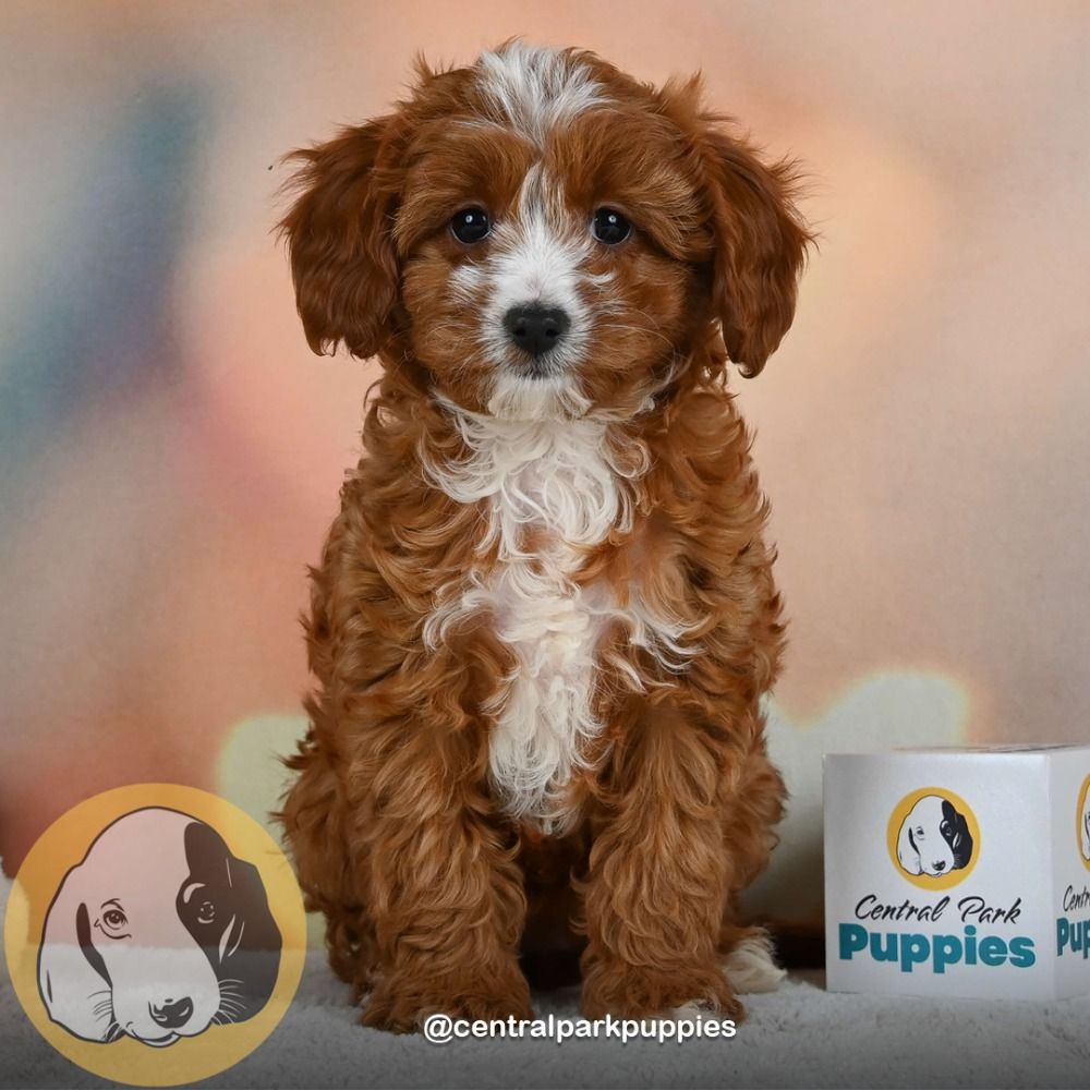 F1b Cavapoo Puppy for Sale in NYC
