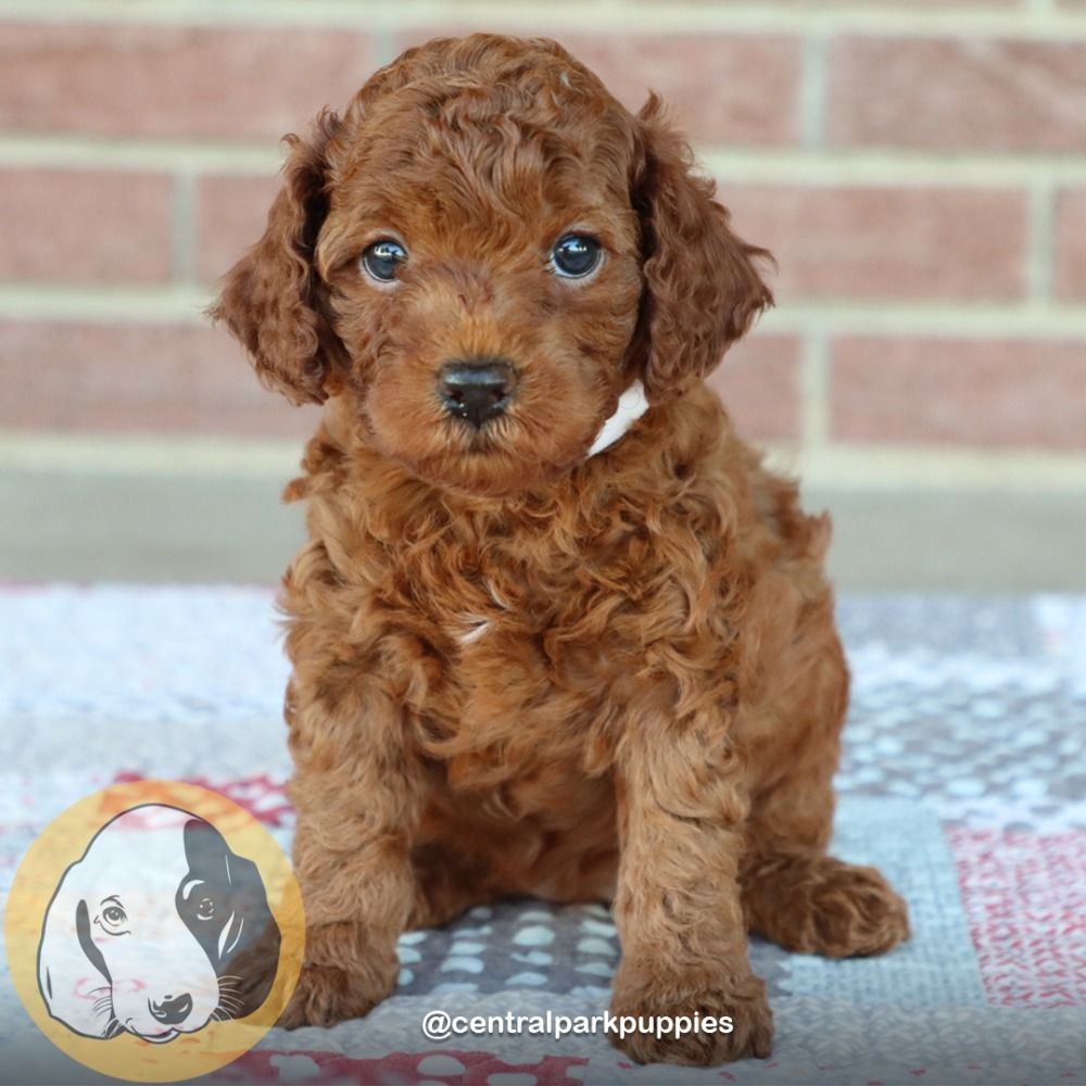 Find Goldendoodles for Sale Near You for Your Dream Companion