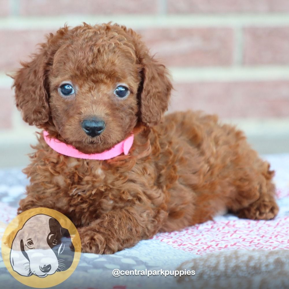 F1bb Mini Goldendoodle Puppy for Sale in NYC