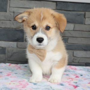 Pembroke Welsh Corgi Puppy for Sale