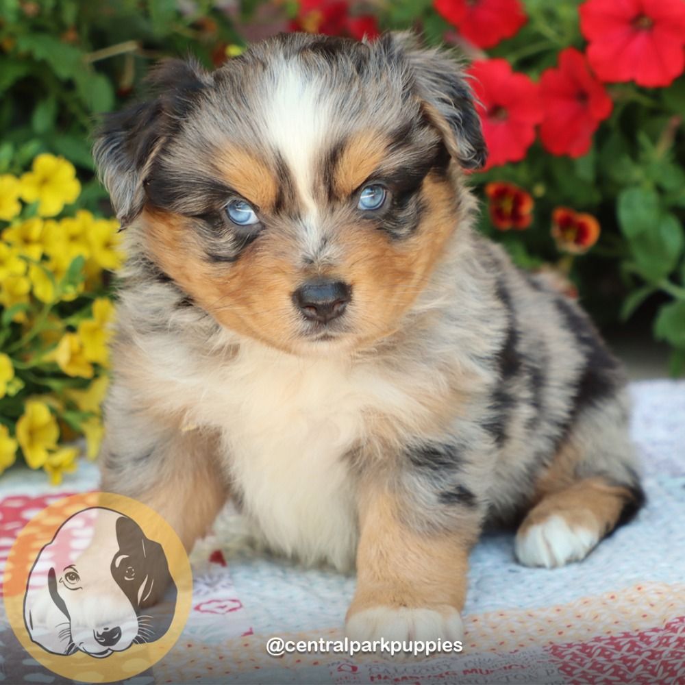 Miniature Australian Shepherd Puppy for Sale in NYC