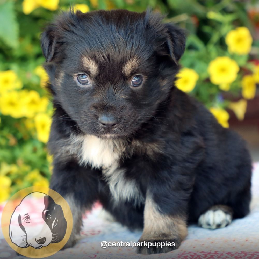 Miniature Australian Shepherd Puppy for Sale in NYC