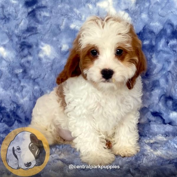 Female F2 Cavapoo Puppy for Sale | ID 9120-DBE