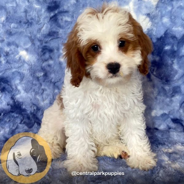 Female F2 Cavapoo Puppy for Sale | ID 9120-DBE