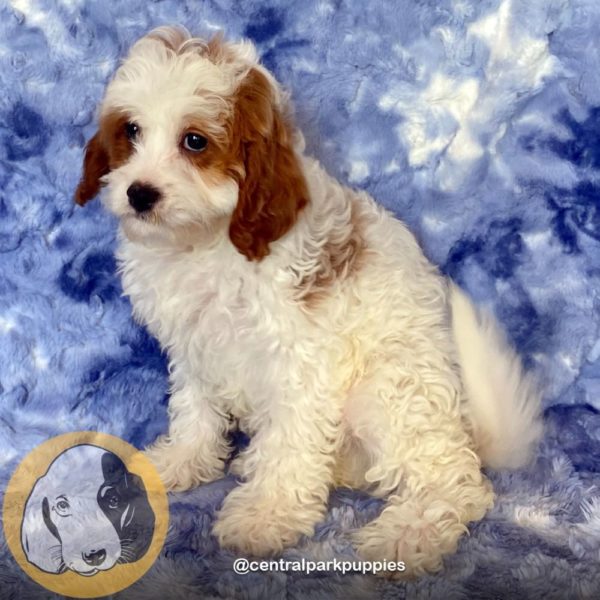 Female F2 Cavapoo Puppy for Sale | ID 9120-DBE