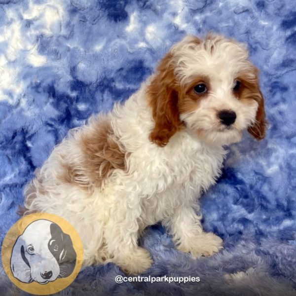 Female F2 Cavapoo Puppy for Sale | ID 9120-DBE