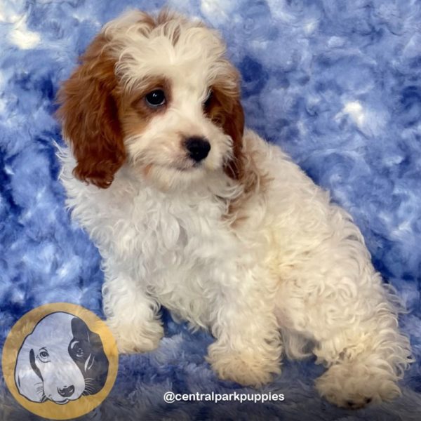 Female F2 Cavapoo Puppy for Sale | ID 9120-DBE