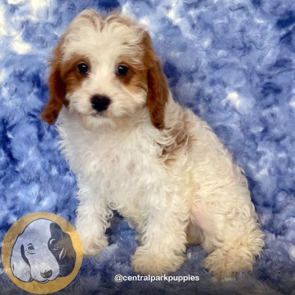 Female F2 Cavapoo Puppy for Sale | ID 9120-DBE