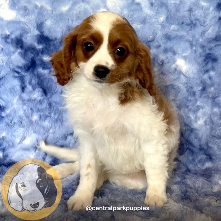 Female F2 Cavapoo Puppy for Sale | ID 9119-DBE