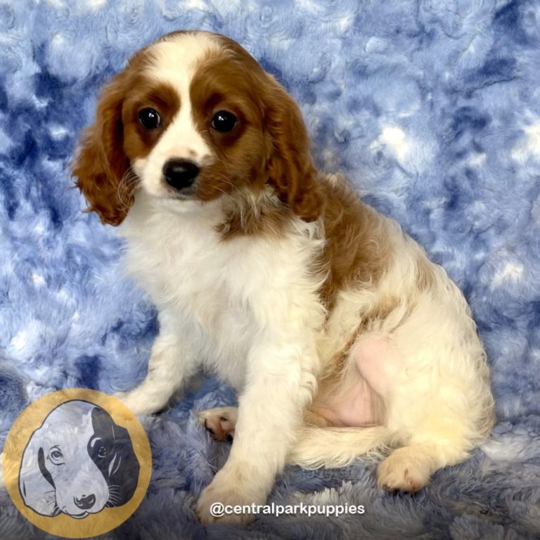 Female F2 Cavapoo Puppy for Sale | ID 9119-DBE