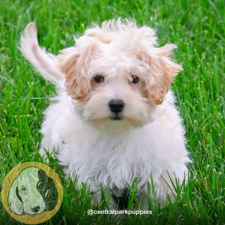 Available Puppies – Puppies for Sale Near Me | Central Park Puppies