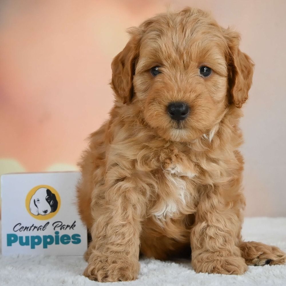 Puppy stores near me Find Reputable Breeders in Your Area