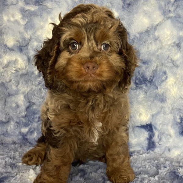 Cockapoo Puppy for Sale