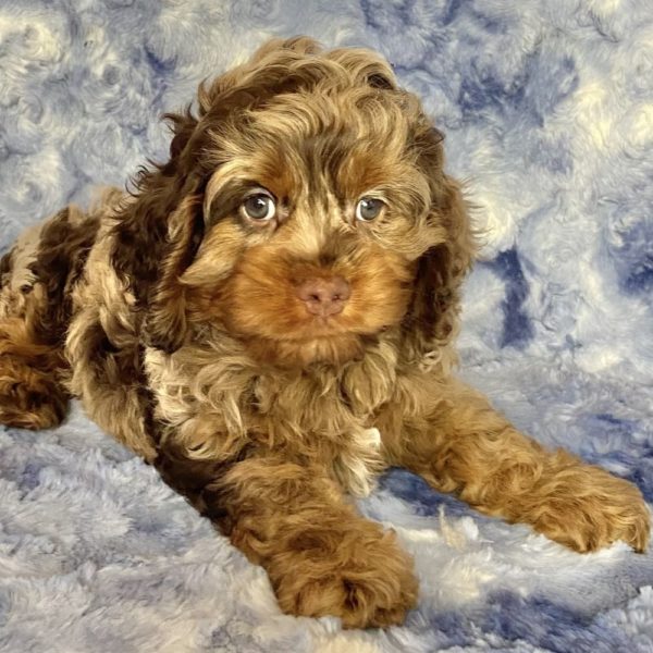 Cockapoo Puppy for Sale