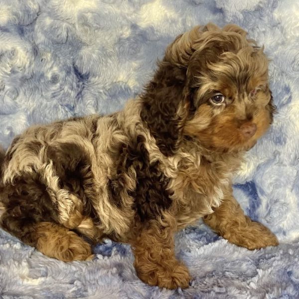 Cockapoo Puppy for Sale