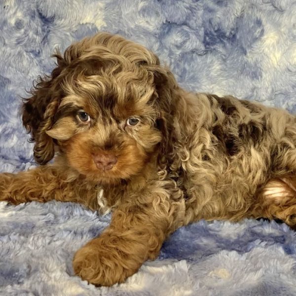 Cockapoo Puppy for Sale