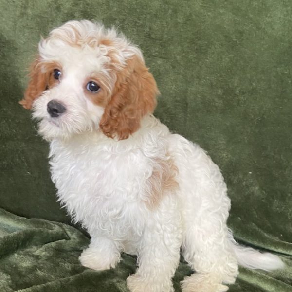 F2 Cavapoo Puppy for Sale