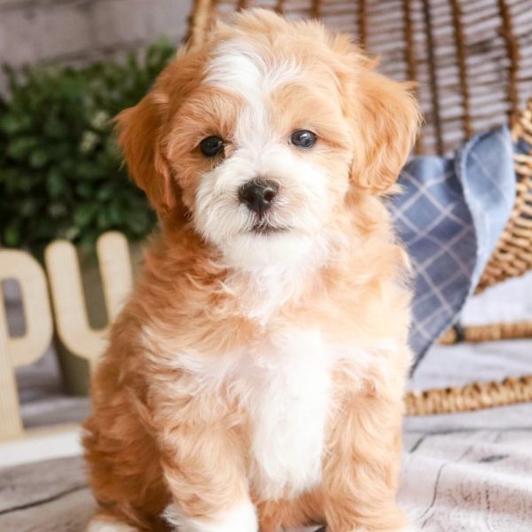 Maltipoo Puppy for Sale