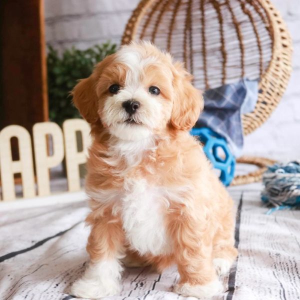 Maltipoo Puppy for Sale