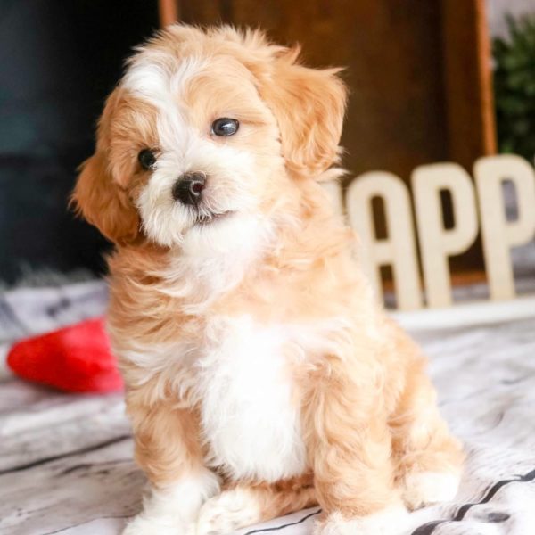 Maltipoo Puppy for Sale