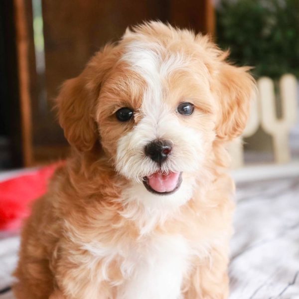 Maltipoo Puppy for Sale