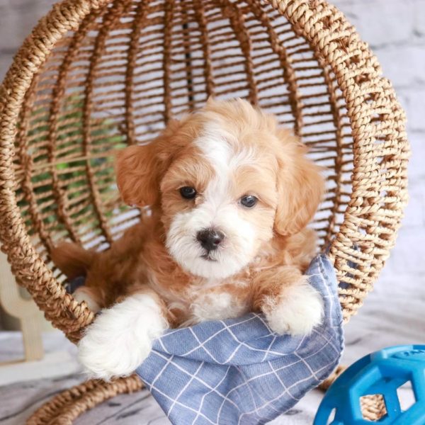 Maltipoo Puppy for Sale